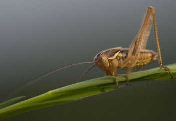Растения научились имитировать "вкус песка", чтобы отпугивать от себя голодных насекомых