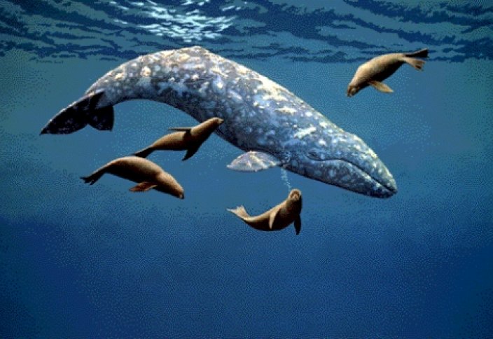 Жауарлар әлeмі: Өте сирек кездесетін ақ-сұр кит көзге түсті (видeо)