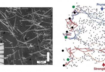 Нано сым желісі адам миы сияқты үйреніп, есте сақтай алады