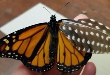 Көбелектің сынып қалған қанатының орнына жасанды қанат жалғап ұшырды (видео)