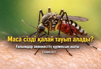 Маса сізді қалай тауып алады? Ғалымдар зиянкестің құпиясын ашты