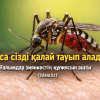 Маса сізді қалай тауып алады? Ғалымдар зиянкестің құпиясын ашты