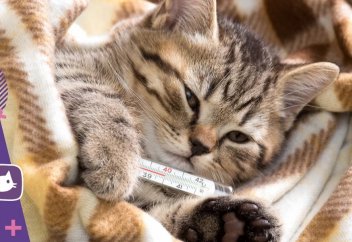 Мысыққа дем салуға бола ма?