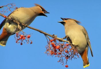 Постоянно ссоримся с женой…