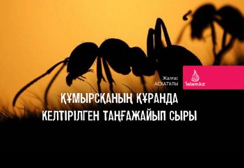 Құмырсқаның Құранда келтірілген таңғажайып сыры