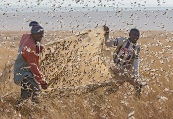 Шегірткелермен күресудің енді қажеті болмайды: оларды жеңудің жолы табылды