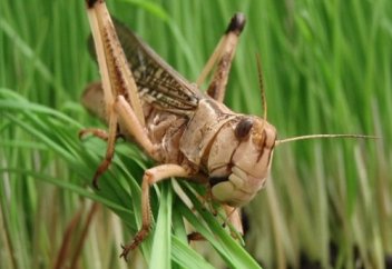 ЕЛ ІШІ: ШАРУАЛАРДЫ ШЕГІРТКЕ ШЫҒЫНҒА БАТЫРУДА (ВИДЕО)