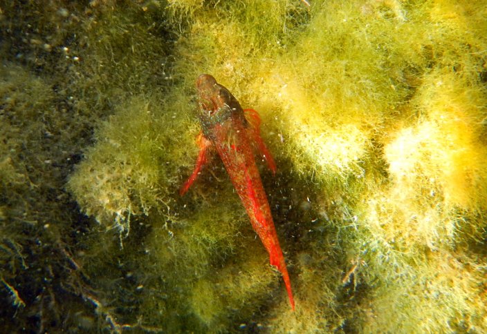 Биологи нашли рыбу с глазами-фонарями (видео)