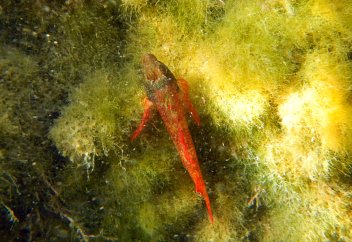 Биологи нашли рыбу с глазами-фонарями (видео)