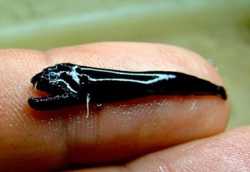 Бұрын-соңды белгісіз болған балық түрі табылды