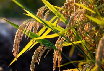 Күріш шаруашылығындағы серпіліс миллиардтаған адамды аштықтан аман қалады