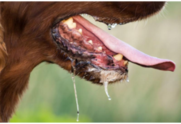 Как болезни передаются от животного человеку? Чем домашние животные могут заразить ребенка