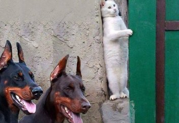 Мұсылман елінде жануарлардың құқығын қорғауға, денсаулығын сақтауға арналған сайт ашылды