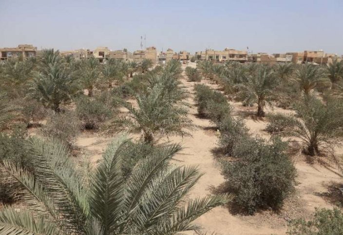 Ирак аптап ыстық пен шаңды дауылмен күресу үшін бес миллион пальма ағашын отырғызады