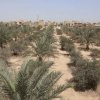 Ирак аптап ыстық пен шаңды дауылмен күресу үшін бес миллион пальма ағашын отырғызады