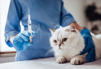 Ғалымдар мысыққа аллергиясы бар адамдар үшін екпе жасады