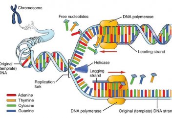 ДНҚ репликациясы