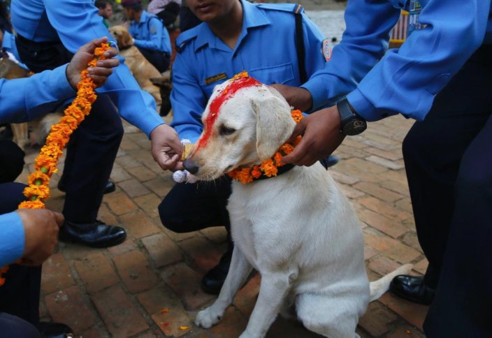 Нью-Делиде бір миллион қаңғыбас ит қайтадан көшеге шығарылды