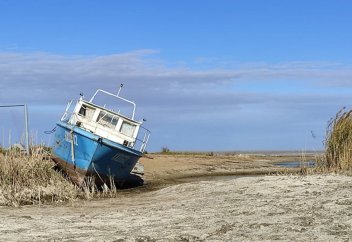 Аралды көгалдандыру: 25 адам жыл сайын 1 млн түп сексеуіл отырғызады (фото)