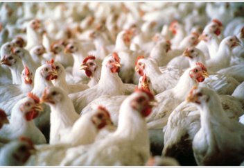 Жұрттан жинаған жұмыртқалармен тауық фермасын ашыпты