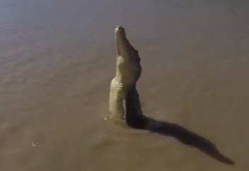 Жануарлар әлемі: Фотограф қолтырауынның қалай секіретінін таспаға тартып алды (видео)