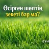 Өсірген шөптің зекеті бар ма?