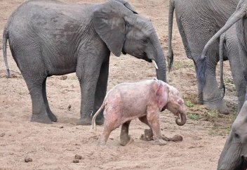 Жануарлар әлемі: Қызғылт түсті пілдің баласы