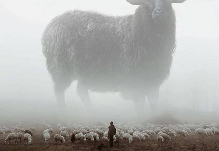 Чабаны на вес золота: пасти скот в Казахстане приглашают людей из-за рубежа (видео)
