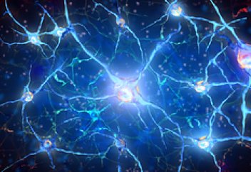 Жүйке жасушаларын  қалпына келтіру әдісі табылды