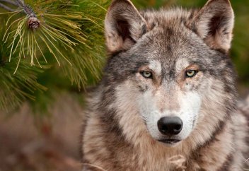 Қасқырдың терісінен тігілген киімді киюге бола ма?