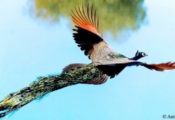 Рассказ о том, как шакал угодил в бадью