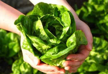 Алматылықтар 190123 тонна көкөніс жинады