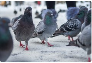 Кептерді зомбиге айналдыратын ауру анықталды