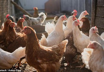 Бегство кур! В Великобритании пропало 67 миллионов кур, показывают странные цифры