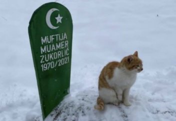 Кошка муфтия не покидает могилу хозяина после его смерти (фото)