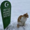 Кошка муфтия не покидает могилу хозяина после его смерти (фото)