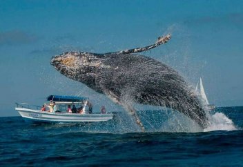 Жануарлар әлемі: Китпен бірге жүзгендер (Видео)