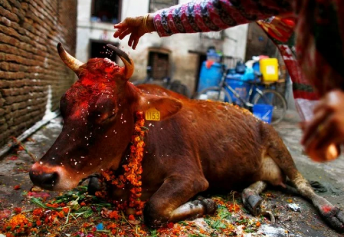 Как живется священным коровам в Индии. Они уже большая проблема для страны