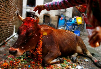 Как живется священным коровам в Индии. Они уже большая проблема для страны