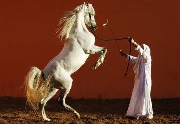 Лошади умеют читать эмоции человека