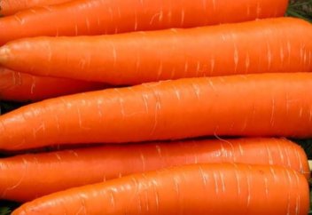 Ауруға бой алдырмайтын, құрғақшылыққа төзімді әрі өнімділігі жоғары сәбіз сорты алынды