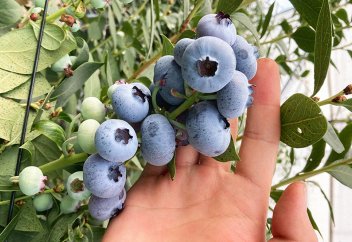 Китай – мировой центр выращивания голубики