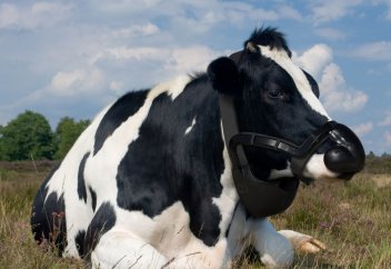 Метанды залалсыздандыратын тұмылдырық жасалды. Бір сиыр бір күнде қанша метан бөледі