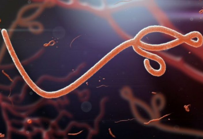 Адамзатқа жаңа эболавирус қауіп төндіреді – ғалымдар