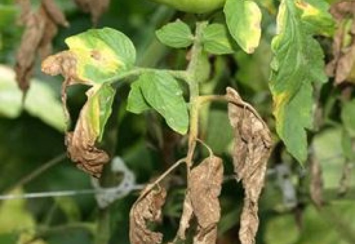 Супербактерия өсімдіктердің 350 түріне дейін жоюы мүмкін