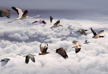 БҰҰ Бағдарламасы құрып бара жатқан жыл құстарын қорғауға шақырды