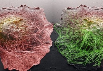 Жасшуға қатысты соңғы, тың жаңалықтар