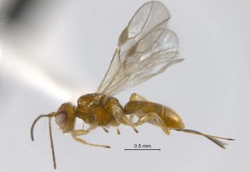 Араның (сонаның) жаңа, ерекше түрі табылды