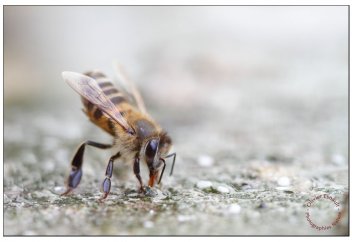 Ғалымдар 30 жыл бойы іздеген ген табылды