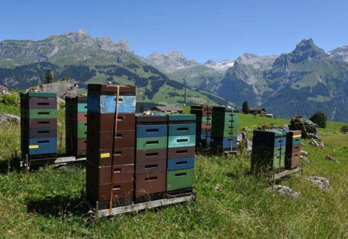 Особенности пчеловодства Швейцарии: Стабильность при отсутствии перспектив развития (фото)